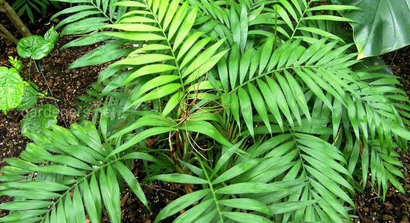 Хамедорея: как вырастить и ухаживать за пальмой в доме и в открытом грунте, а также ее значение в доме