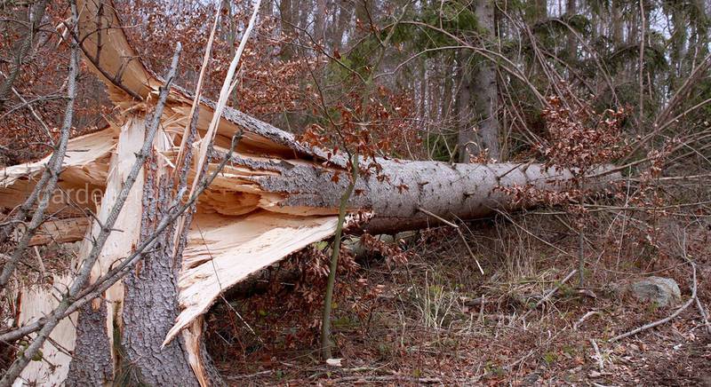 Какие факторы приводят к падению деревьев