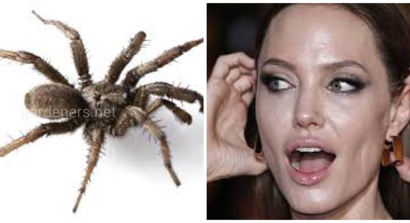 Паук, который носит имя Анджелины Джоли и другие звездные виды trapdoor spiders