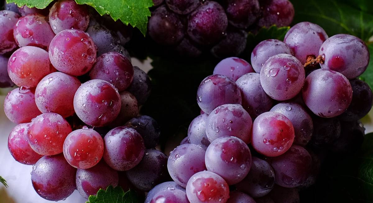 Доклад по теме Лечебные свойства винограда 