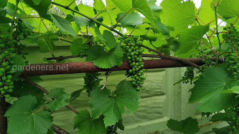 Что посадить под виноградом: полезные и нейтральные соседи, растения-антагонисты