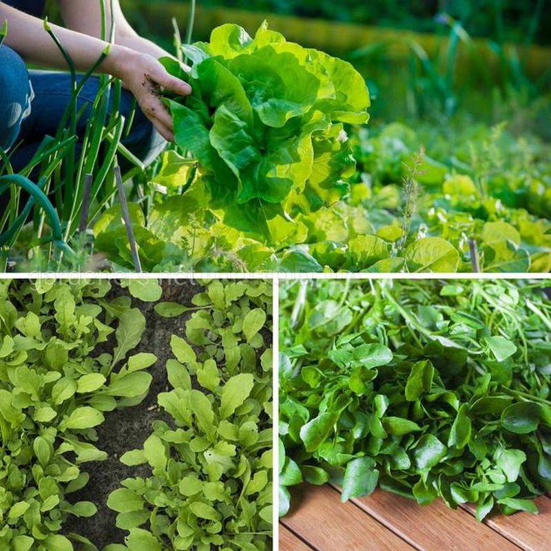 Как высевают и выращивают салат и шпинат? 