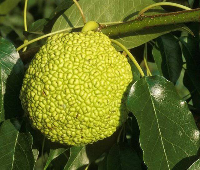 Маклюра - корисне дерево, плоди якого схожі на апельсин!