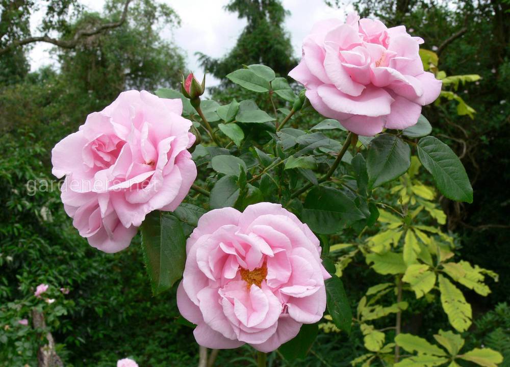 Сорт бесшипной розы «Gerbe Rose»