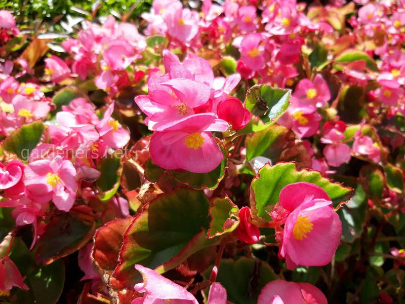 Как правильно посадить и ухаживать за летними цветами?
