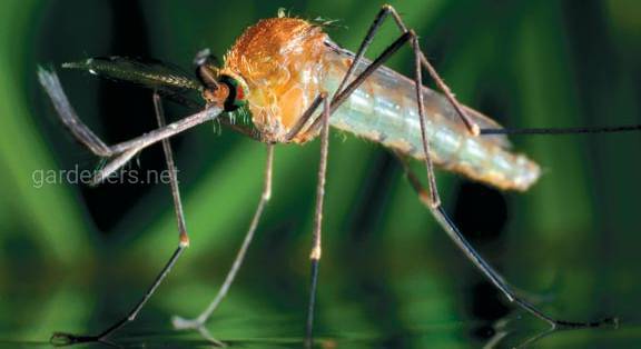 Кто они - кровососущие комары и зачем им кровь?