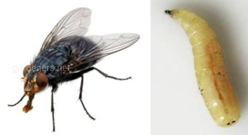 Що буде, якщо випадково з'їсти личинку мухи?