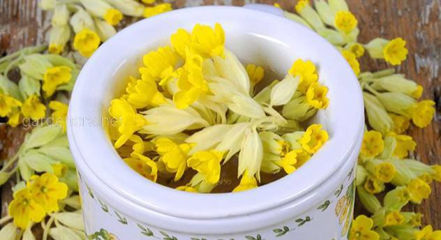 Чай из первоцвета - рецепты и влияние на здоровье