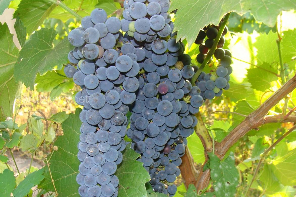 Ягоды амурского винограда