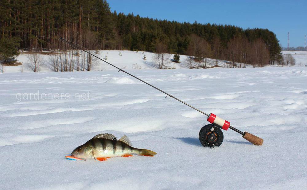 Особливості зимової риболовлі