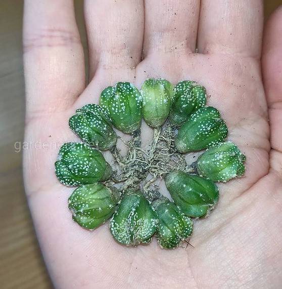 Размножение кактусов Astrophytum