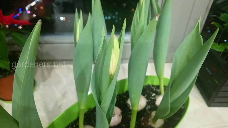 Как ухаживать за тюльпанами в горшках после цветения?