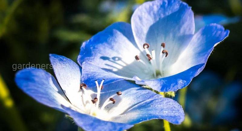 Немофіли – блакитноокі квіти, які уособлюють перемогу та успіх