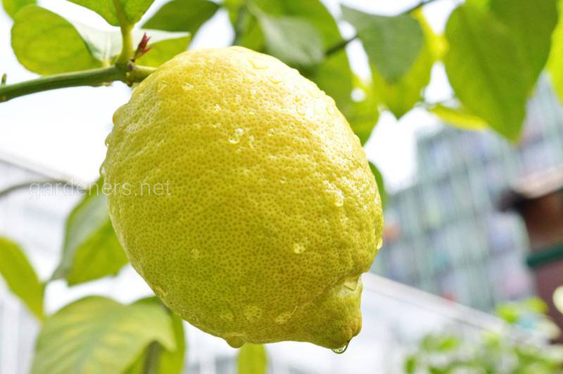 5 фактов о лимоне! 