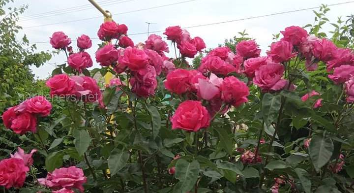 Поради щодо догляду за трояндами влітку 