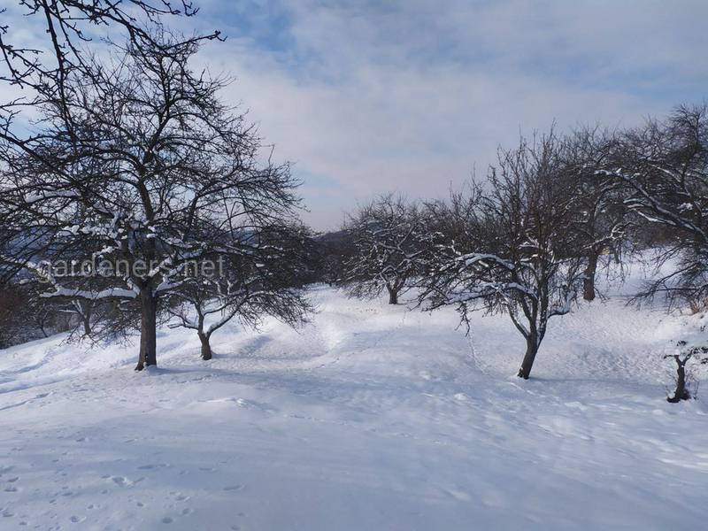 Загородная жизнь