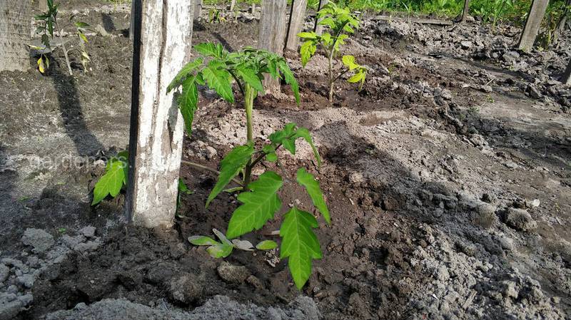 Как правильно ухаживать за рассадой огурцов и помидоров после высадки в открытый грунт?