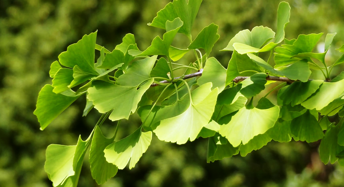 Гингобелоба дерево полезные свойства