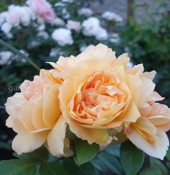 Rose Buff Beauty