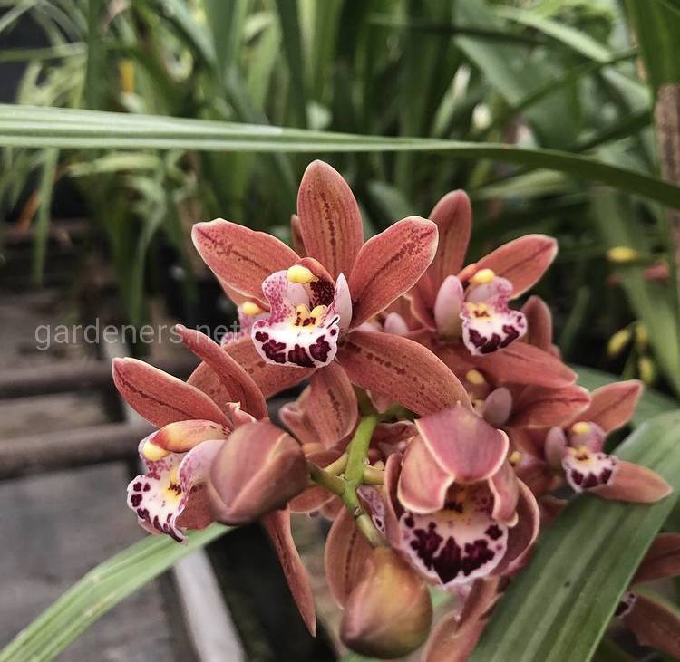 Орхидея цимбидиум