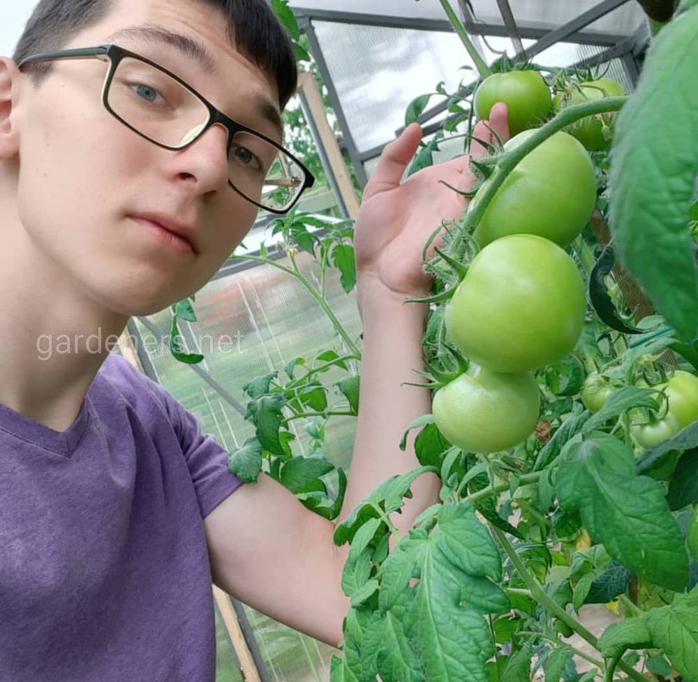 Основные способы ускорения созревания томатов
