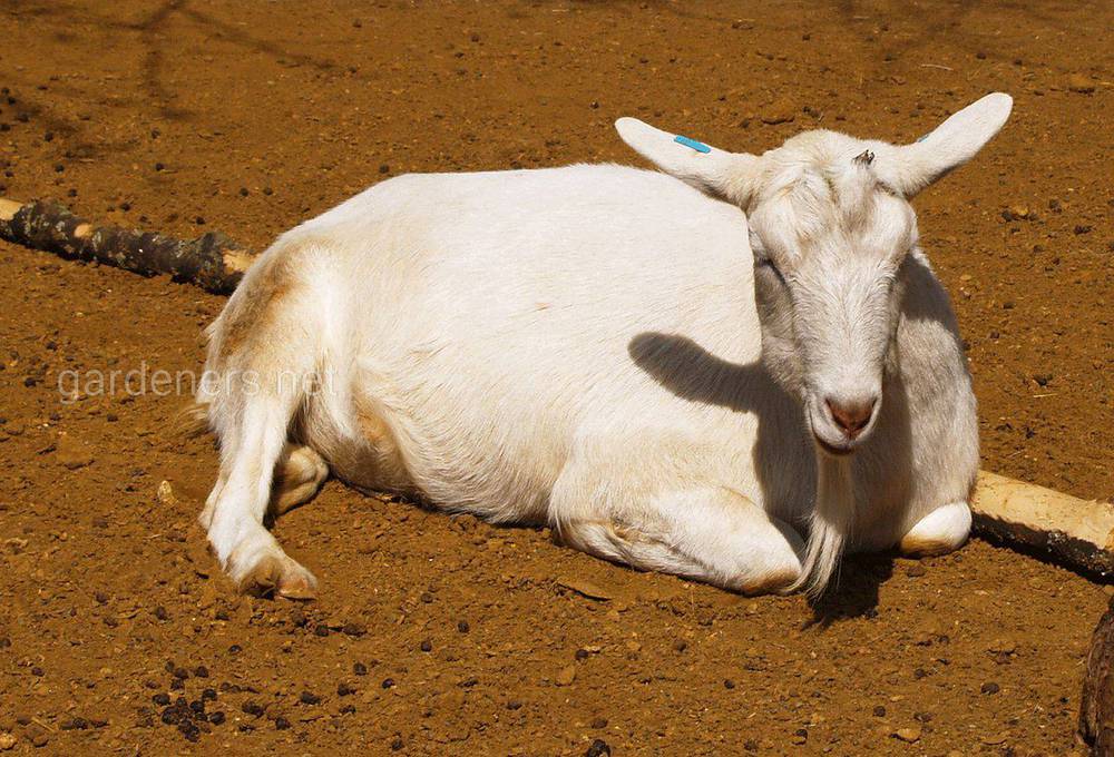 Основные болезни коз