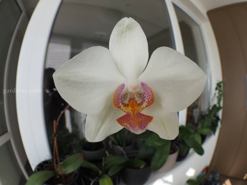 Орхидея "Фаленопсис"