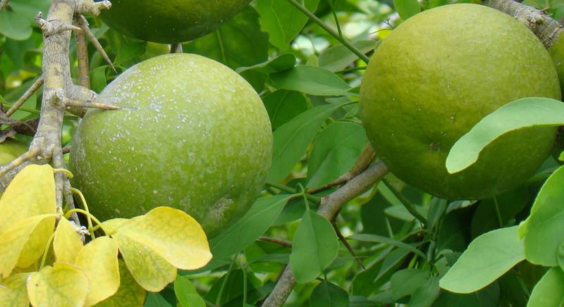 Кам'яне яблуко або айва бенгальська - казкова рослина з глибин Індії