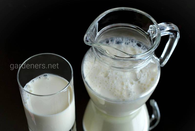 Как использовать молочную сыворотку для защиты растений?