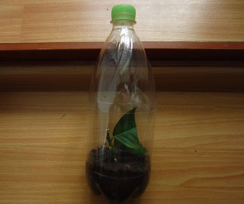 Сад и огород