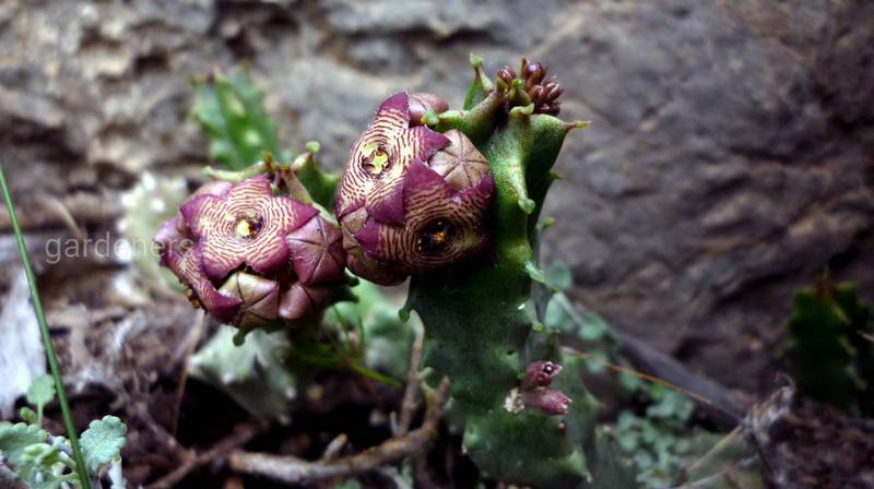 Караллума: опис поширених видів цікавої рослини