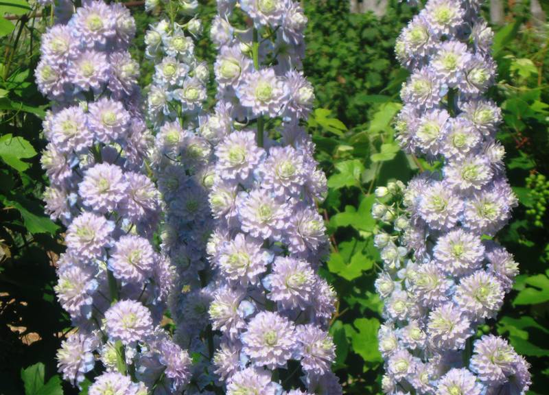 Дельфиниум (живокость, шпорник)