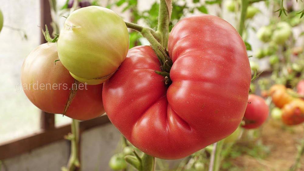 Сорти томату «Марманде»