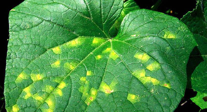 Огірковий пероноспороз - найнебезпечніша хвороба огірків, що завдає величезної шкоди рослинам!