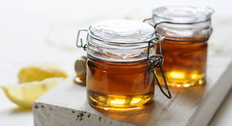 ТОП-8 бабусиних рецептів з медом для здоров'я