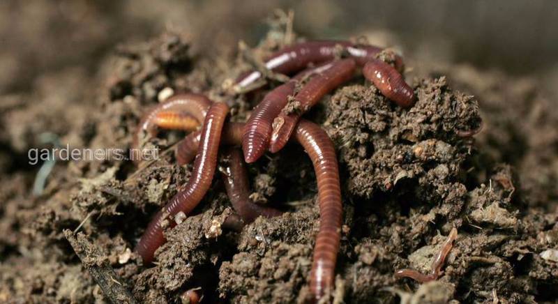 Дождевые черви помогают садоводам