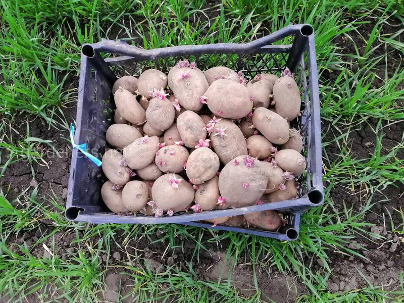 Підготовка самостійно вирощеної картоплі до тривалого зберігання.