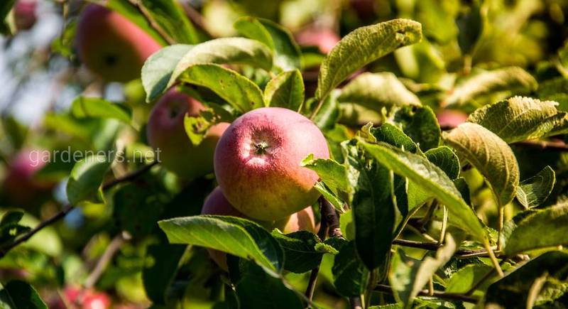 Яблочный сезон в Дмитровке открыт всегда!