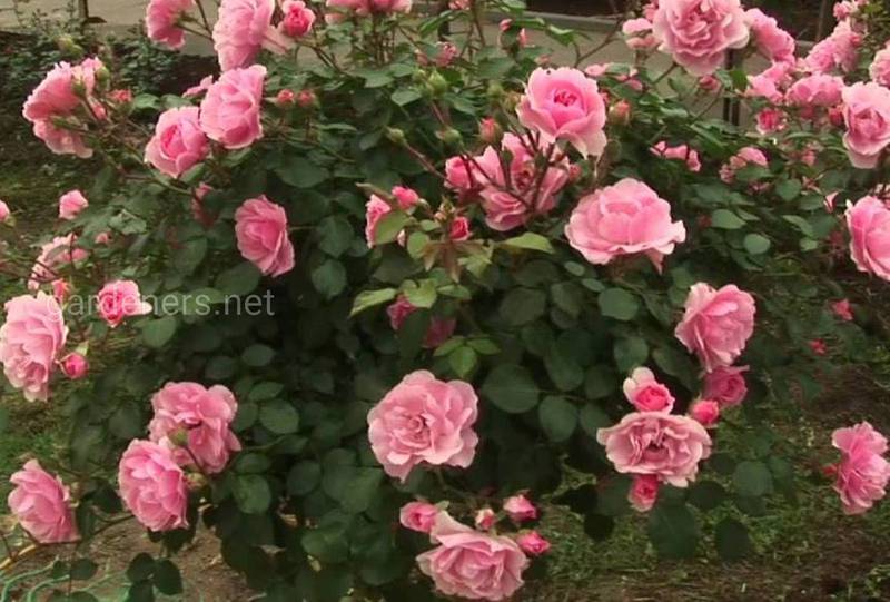 Плетистая роза 