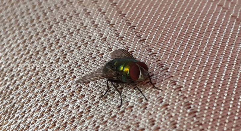 Чем опасна мясная муха?