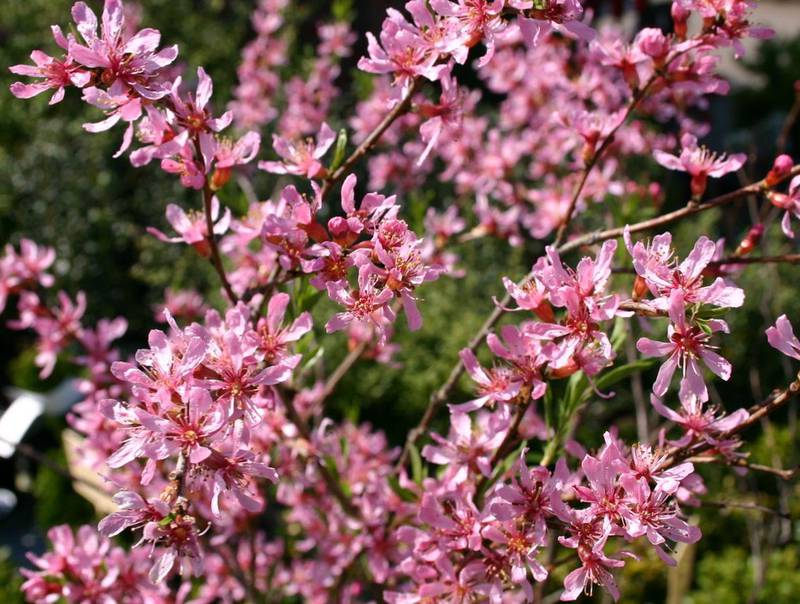 Миндаль степной