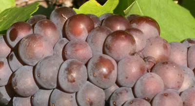 Виноград сорт Піно-грі