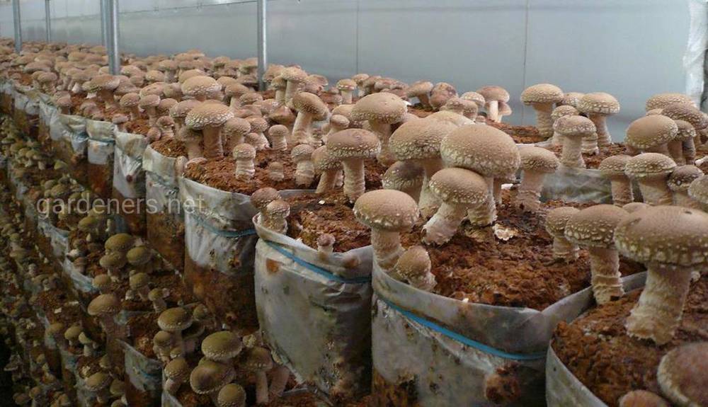 Вирощування грибів як агробізнес