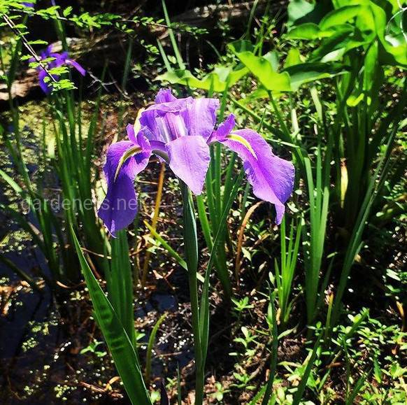 Iris giganti caerulea