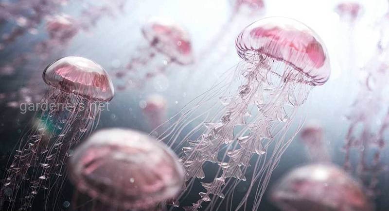 Намибийские медузы. 
