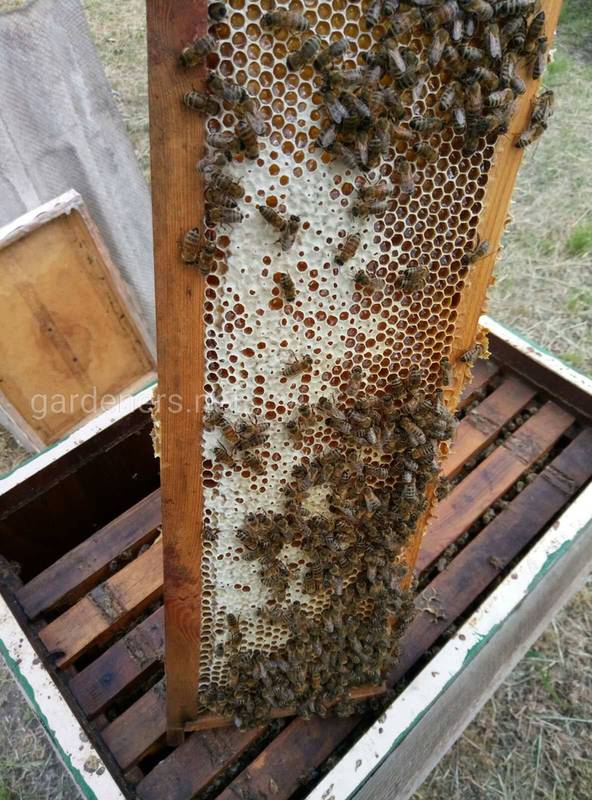 Нозема - тихий вбивця бджолиних сімей: як боротися?