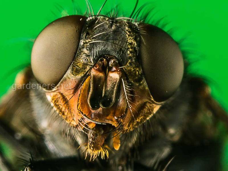 Цікаві факти про муху! 