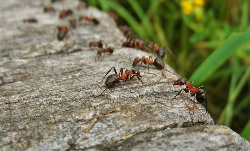 Муравьи 