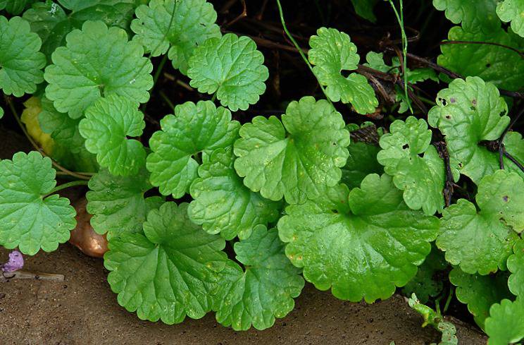 Будра плющевидная