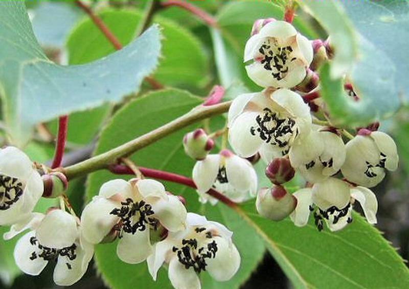 Актинидия острая